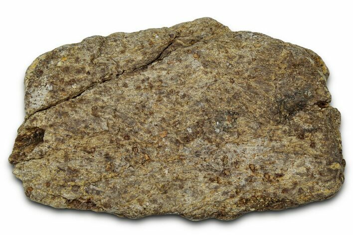 Dinosaur (Triceratops) Frill Shield Section - Montana #348104